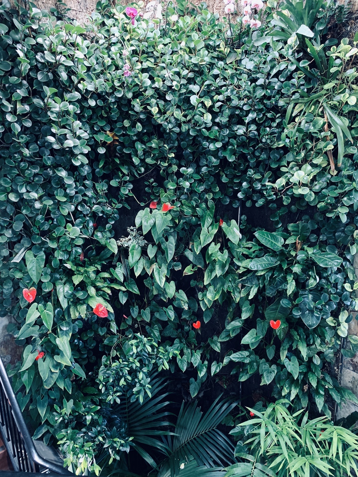 The indoor living plant wall beside the staircase at our Markham practice, planted with orchids, anthuriums and ferns